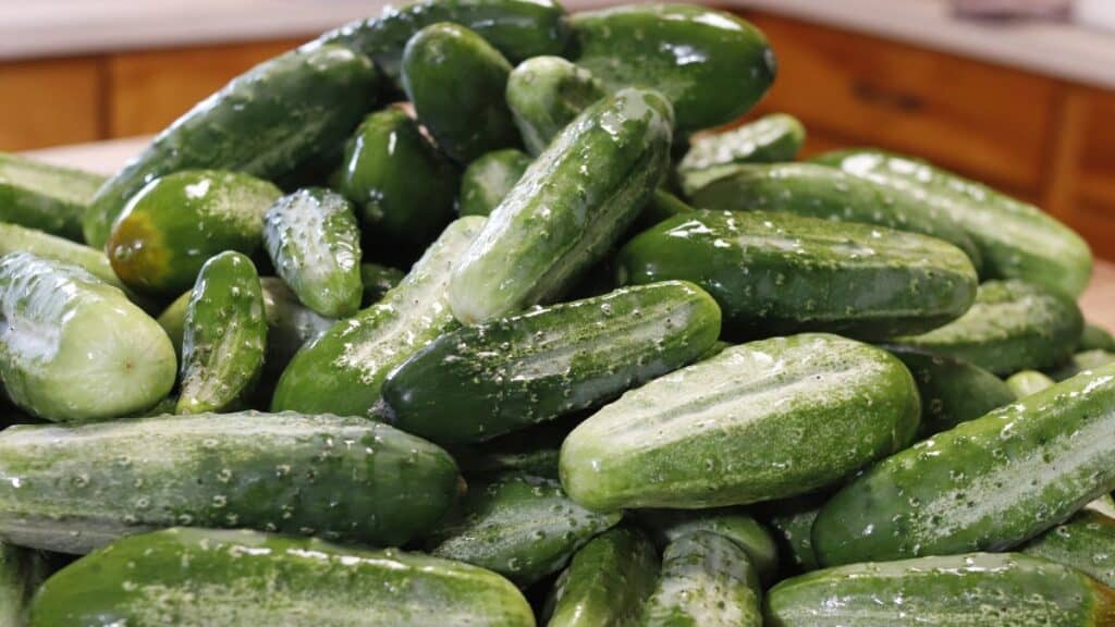 A close-up of a large pile of fresh cucumbers with bumpy green skin, stacked on a kitchen countertop.