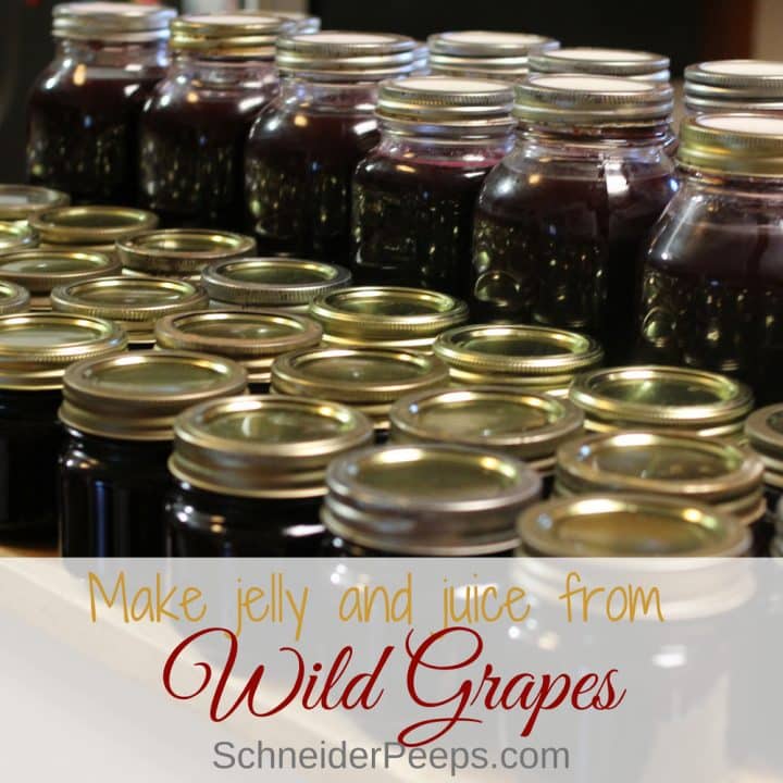 jars of home canned grape jelly and grape juice with text overlay that says, make jelly and juice from wild grapes.