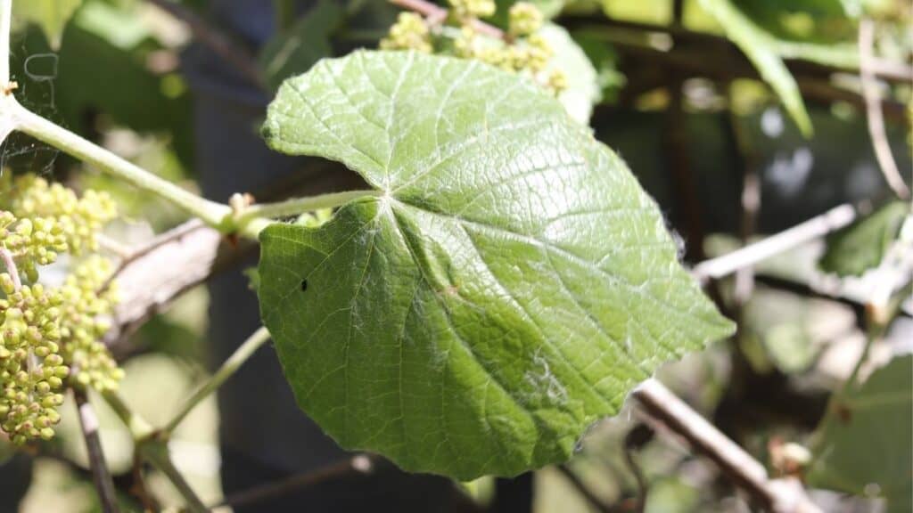 mustang grape leaves heart shaped