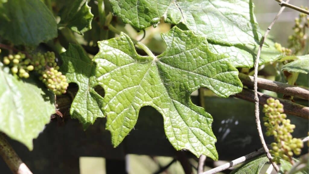 mustang grape leaves lobed