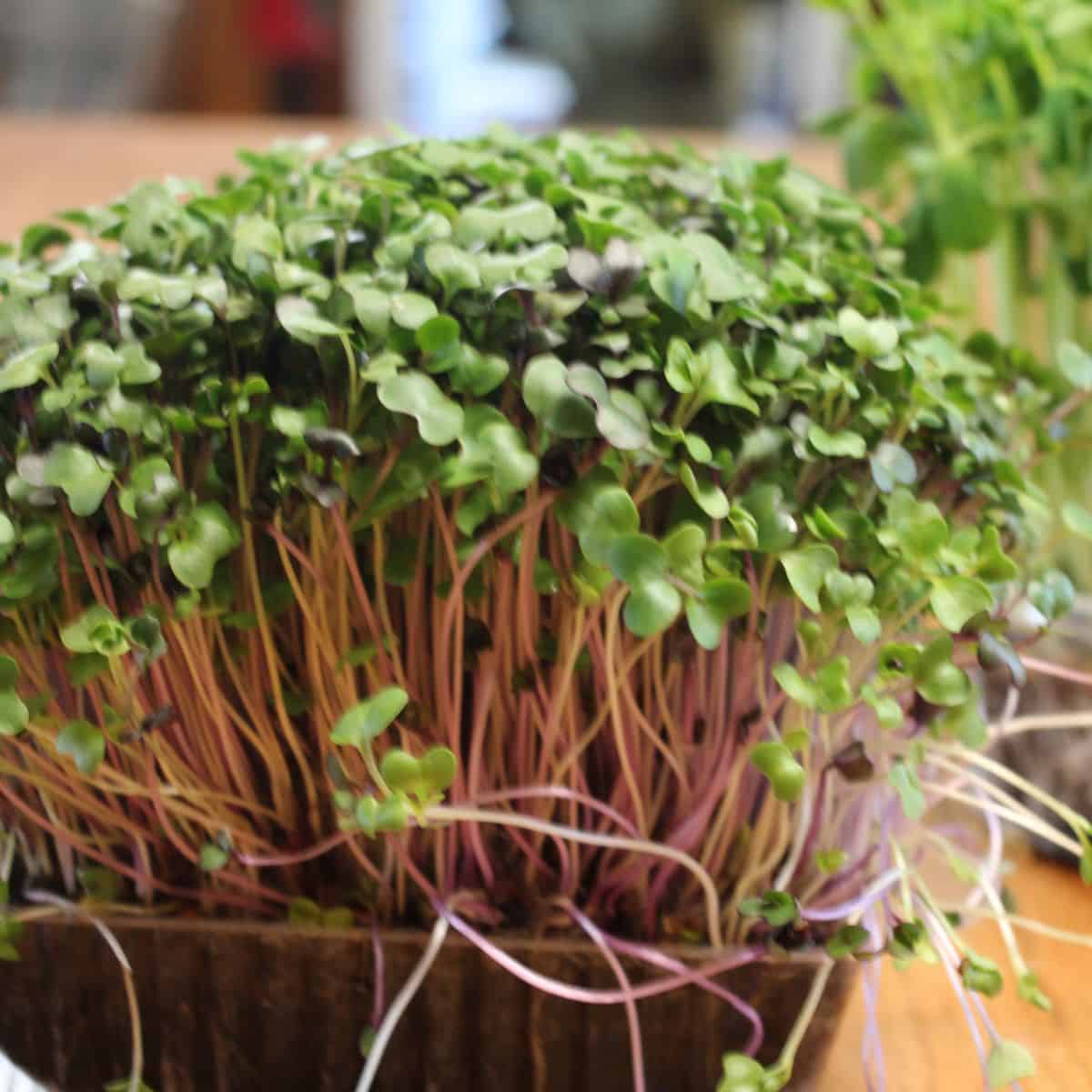 A close-up of growing microgreens with small green leaves and reddish-purple stems densely packed in a container on a wooden surface.