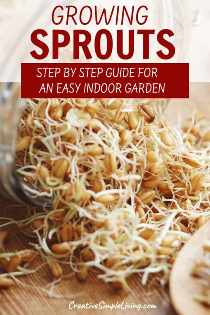 A glass jar on its side spills out fresh sprouts onto a wooden surface. Text above reads: “Growing Sprouts—Step by Step Guide for an Easy Indoor Garden. CreativeSimpleLiving.com.” Perfect for beginners interested in growing sprouts at home.