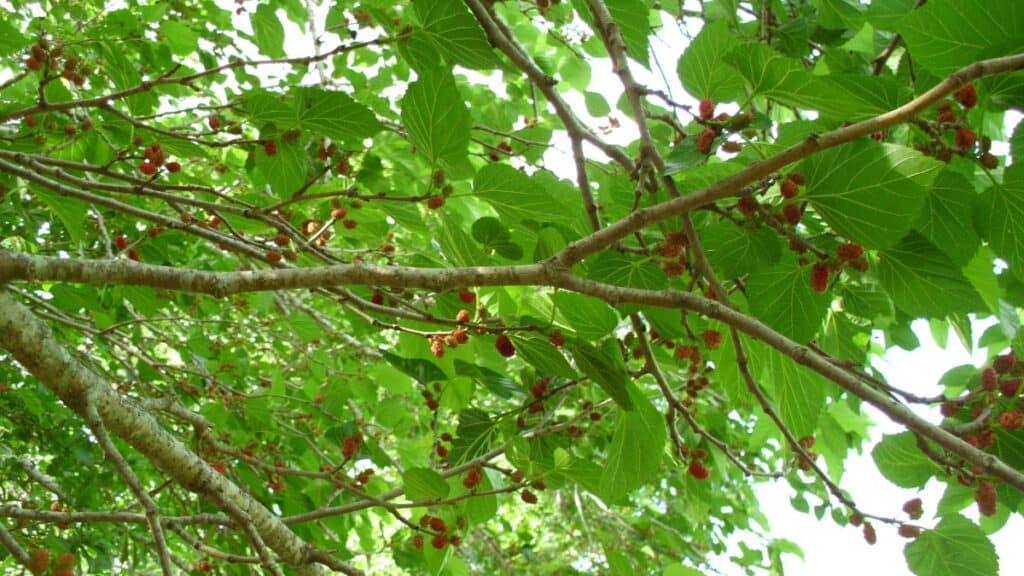 Branches of a mulberry tree with broad green leaves and clusters of small red and purple mulberries hang among the foliage, viewed from below as sunlight filters through the vibrant canopy of the mulberry tree.
