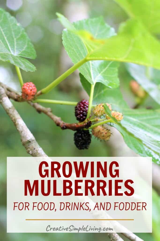 Close-up of ripening mulberries on a mulberry tree branch with green leaves. Text overlay reads: "Growing Mulberries for Food, Drinks, and Fodder. CreativeSimpleLiving.com.
