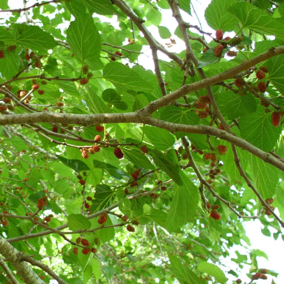 Branches of a mulberry tree with large green leaves and clusters of small, dark red mulberries hanging among the foliage, viewed from below as sunlight filters through the vibrant canopy of the mulberry tree.
