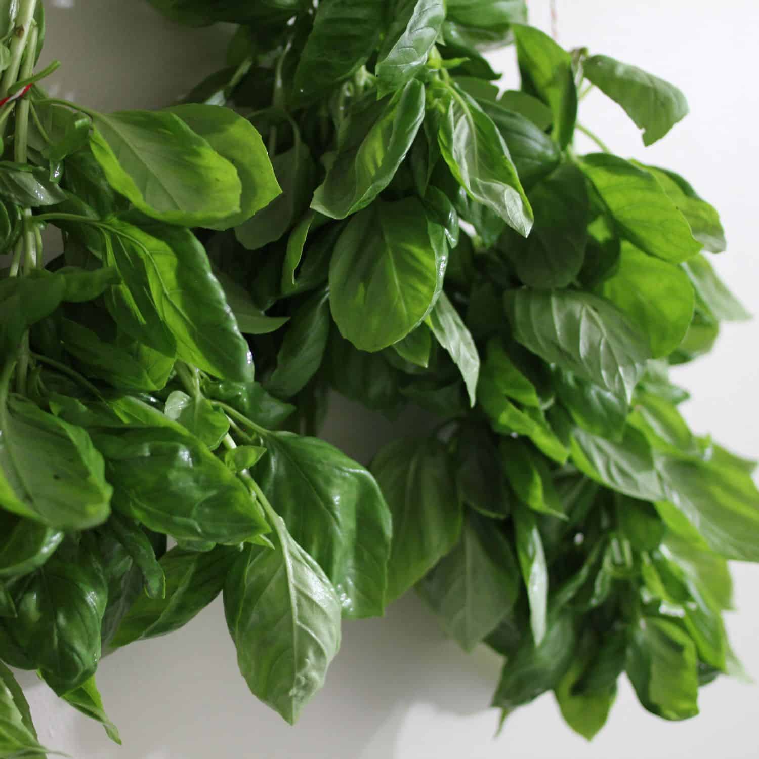 A close-up of fresh green basil leaves, clustered together and hanging against a white background, highlighting the vibrant contrast to dried basil.