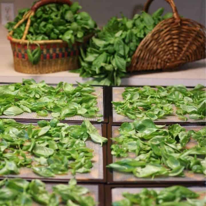 basil leaves drying on square dehydrator trays