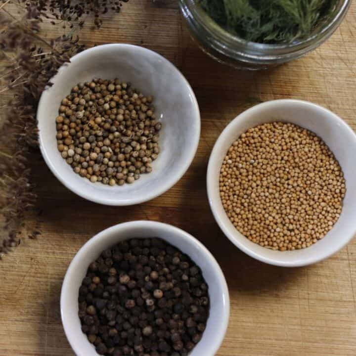 Ingredients to make homemade pickling spice. Yellow mustard seed, coriander seed, and whole peppercorns in white bowls and dill weed in small mason jar. Full dill seed heads are laying on the wooden table.
