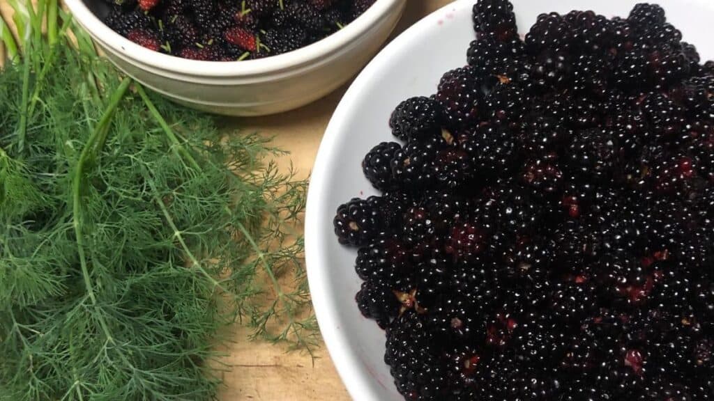 Two white bowls filled with dark mulberries sit on a wooden surface next to fresh green dill. The berries are plump and shiny, and the dill has feathery leaves.