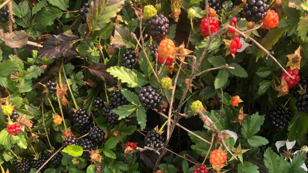 Clusters of ripe blackberries, unripe red and green berries, and green leaves grow densely on tangled bramble branches. Some leaves show brown edges.