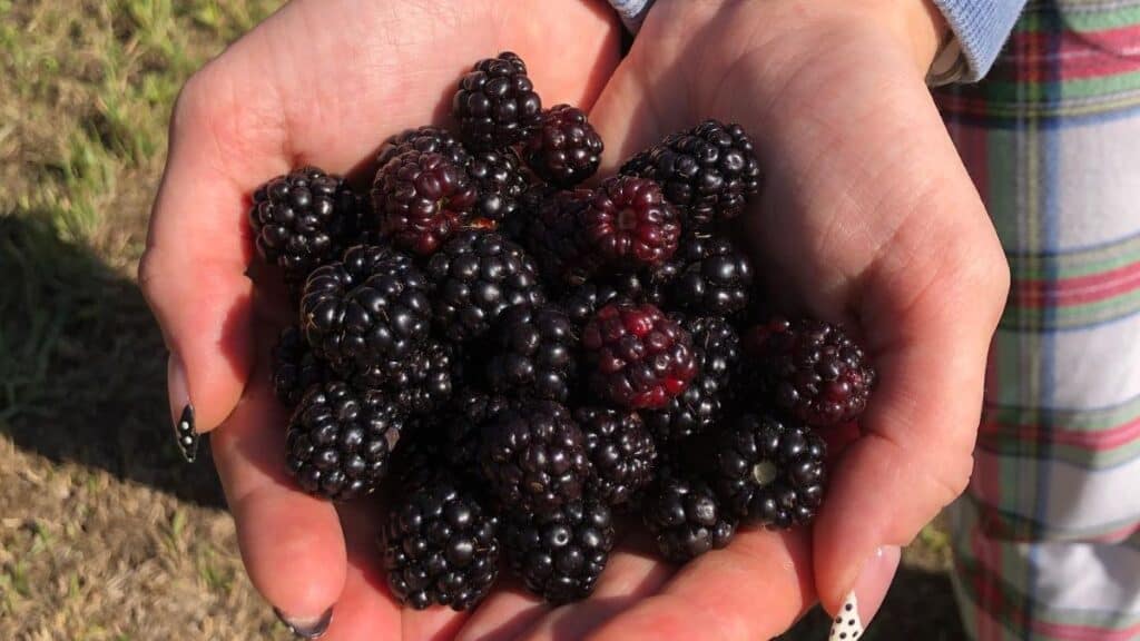 A person holds a handful of freshly picked blackberries in their cupped hands, with grass and part of plaid clothing visible in the background.
