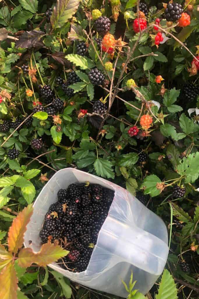 A container filled with freshly picked blackberries sits on the ground among green leaves and blackberry bushes with ripe and unripe berries.