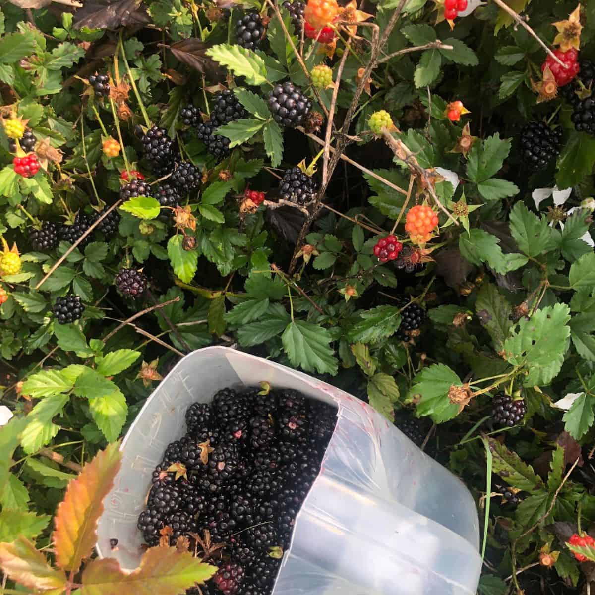 A plastic container filled with freshly picked blackberries rests among green blackberry bushes, with ripe and unripe berries visible on the thorny branches.
