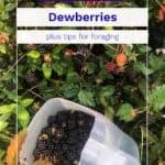 A close-up of a dewberry bush with ripe and unripe dewberries, and a plastic container filled with picked dewberries. Text overlay reads: "Grow Your Own Dewberries plus tips for growing dewberries and foraging.
