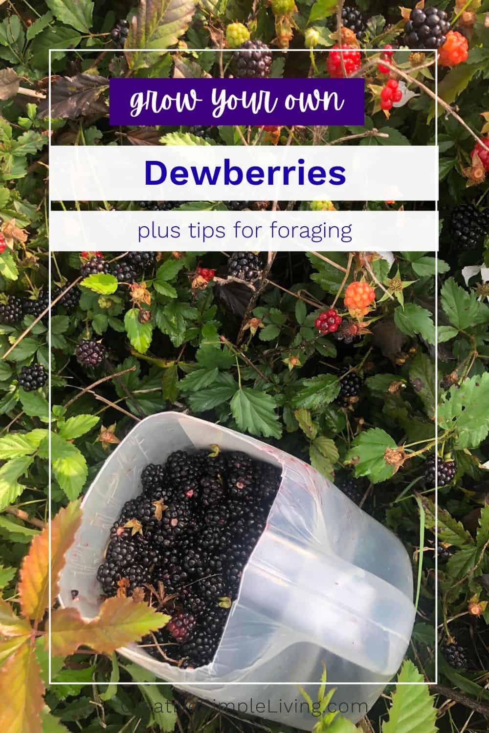 How to Grow Dewberries (Plus Foraging Tips)