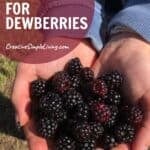 A person holds a handful of ripe dewberries in their cupped hands. Text overlay reads: “Tips for Foraging and Growing Dewberries - CreativeSimpleLiving.com.” The person wears a blue sleeve and stands on grass.