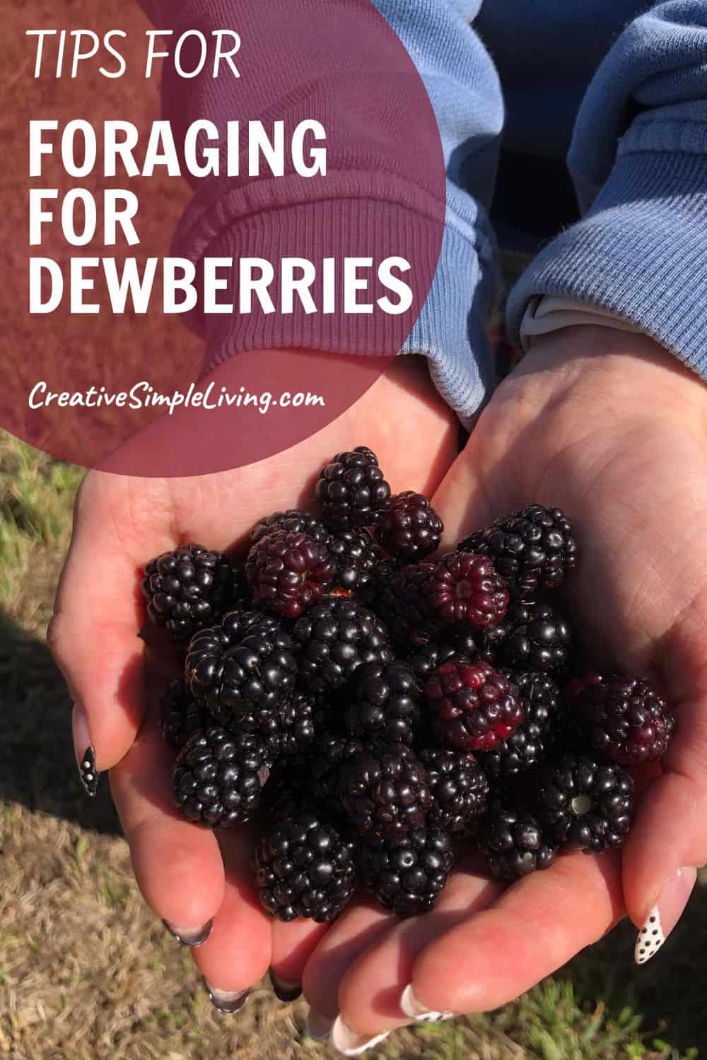 How to Grow Dewberries (Plus Foraging Tips)