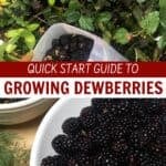 Close-up of ripe dewberries on bushes and freshly picked in bowls. Text overlay reads, "Quick Start Guide to Growing Dewberries." Website "CreativeSimpleLiving.com" appears at the bottom.