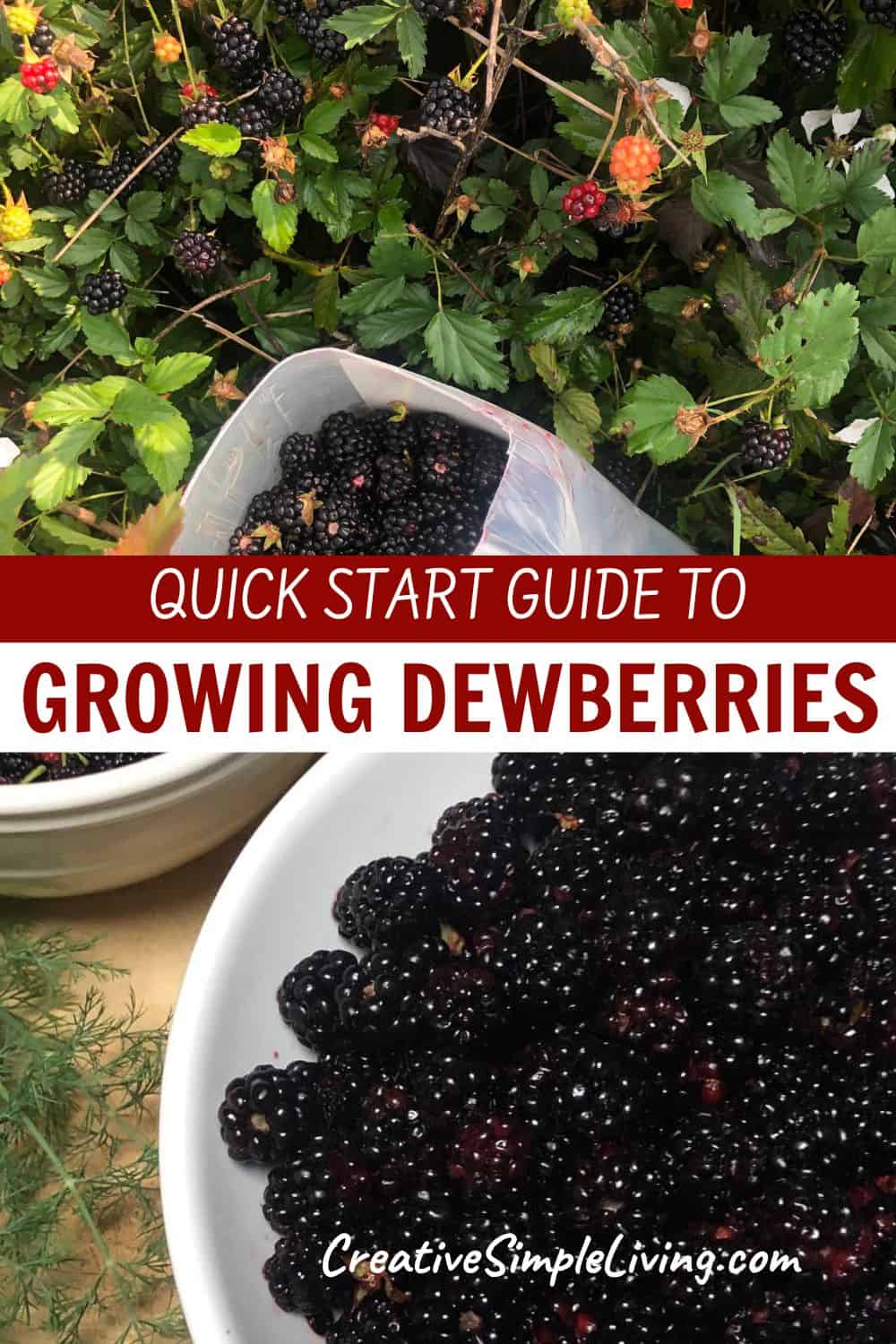 How to Grow Dewberries (Plus Foraging Tips)