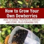 Ripe dewberries on vines and in a container outdoors, with overlay text: “How to Grow Your Own Dewberries—Tips for growing dewberries, propagating, harvesting, storing, plus foraging advice. CreativeSimpleLiving.com.”.