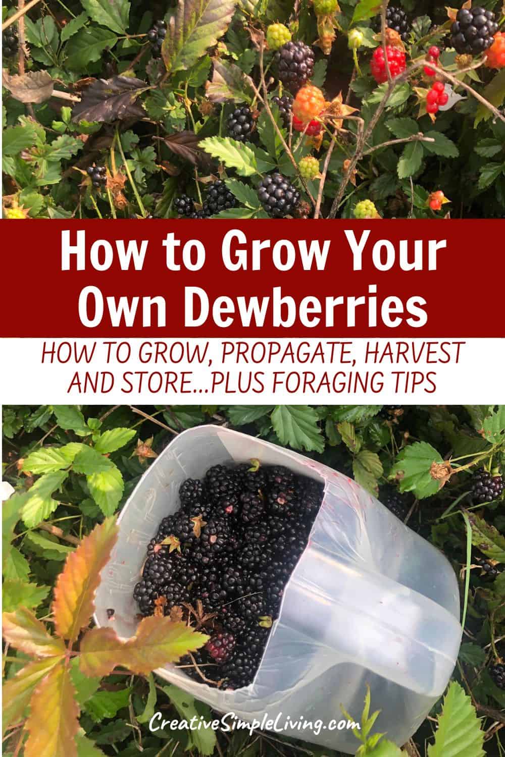 How to Grow Dewberries (Plus Foraging Tips)