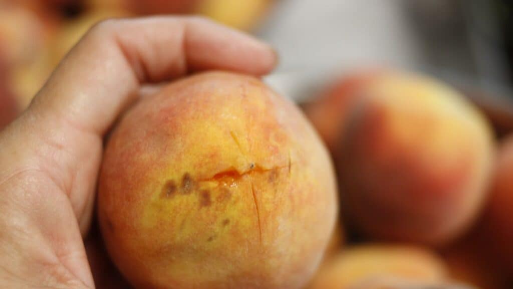 A hand holds a ripe peach with a noticeable crack and some bruising on its surface. Other peaches are blurred in the background.