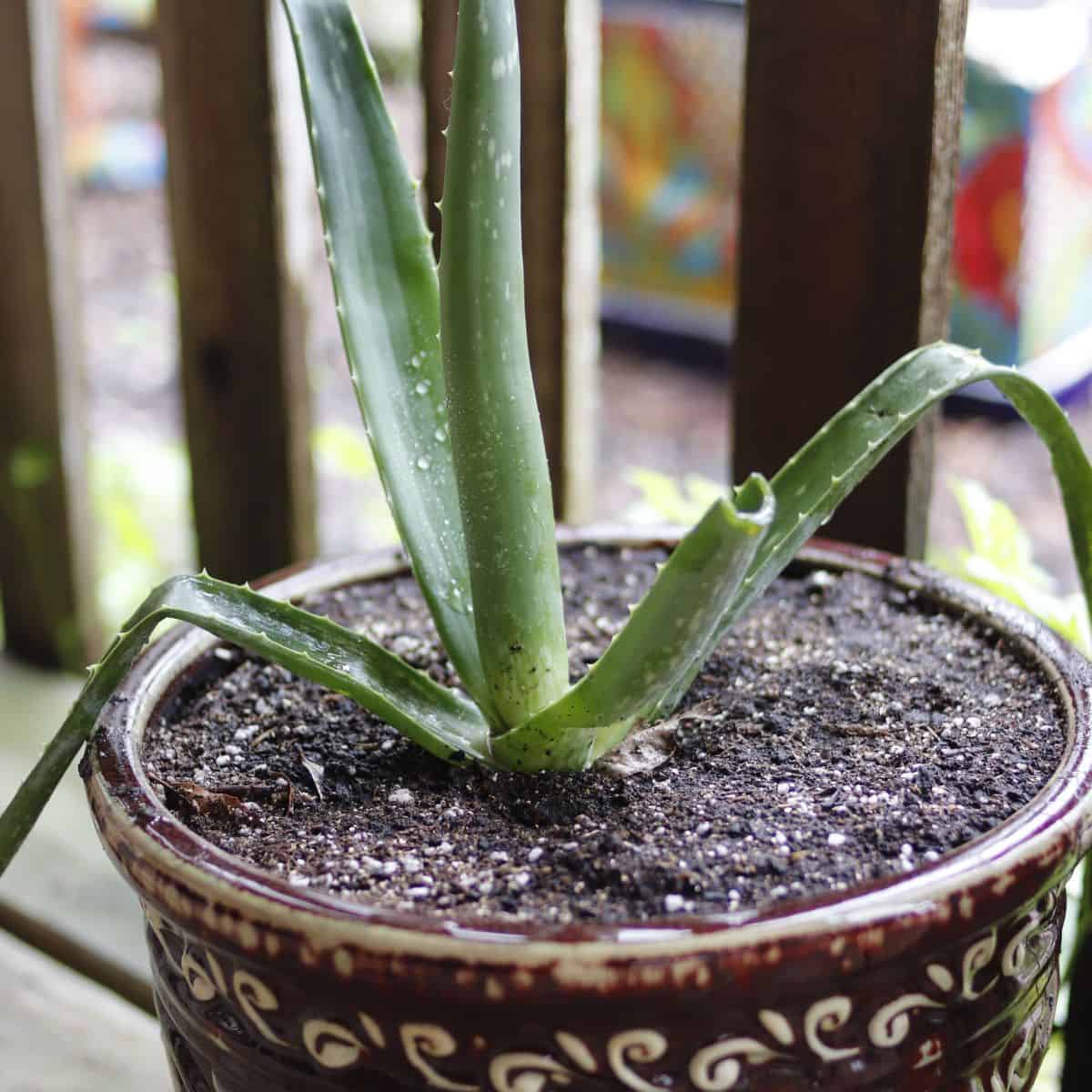 aloe vera plant in container with freshly recharged potting soil